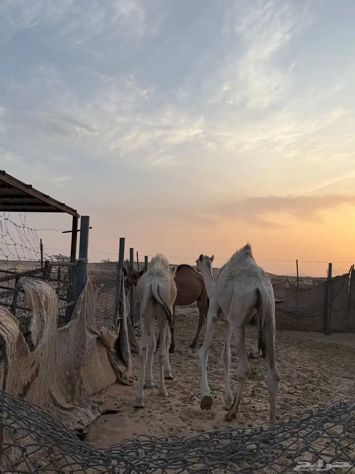 ثلاث قعدان فاخرة 2