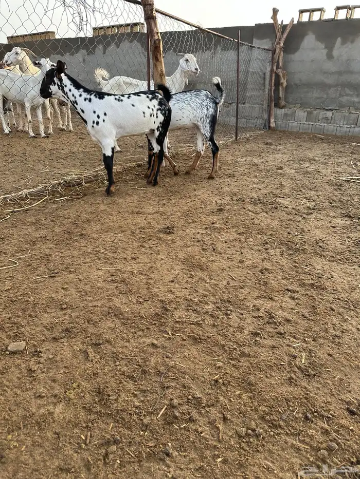 للبيع جفار 1