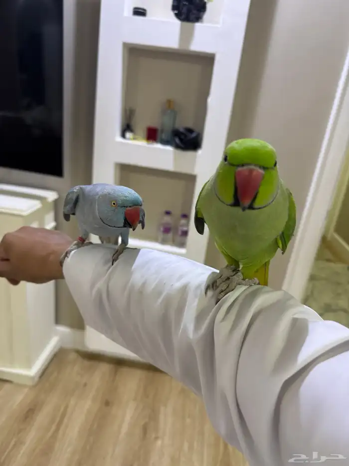 خميس مشيط 4