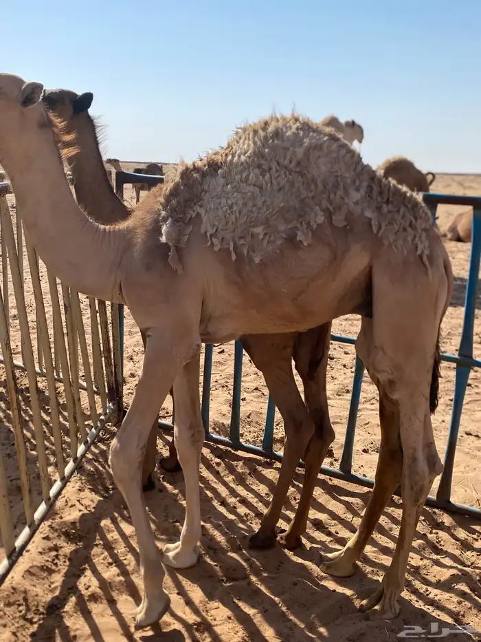للبيع قعدان قصب 1