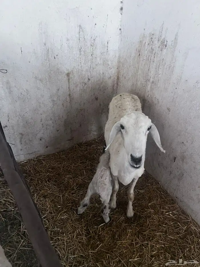 مراح كامل معزا نعيم حريات بهم صخال 5