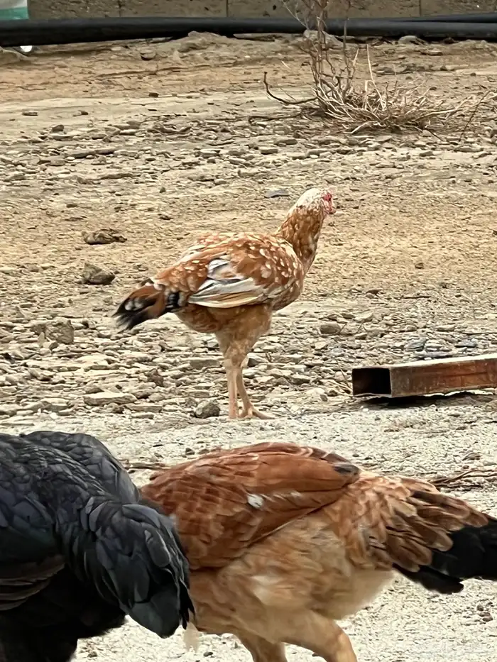 دجاج باكستاني 7