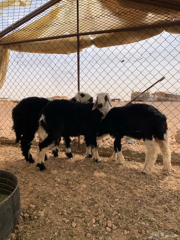 خروفين ورخل 0