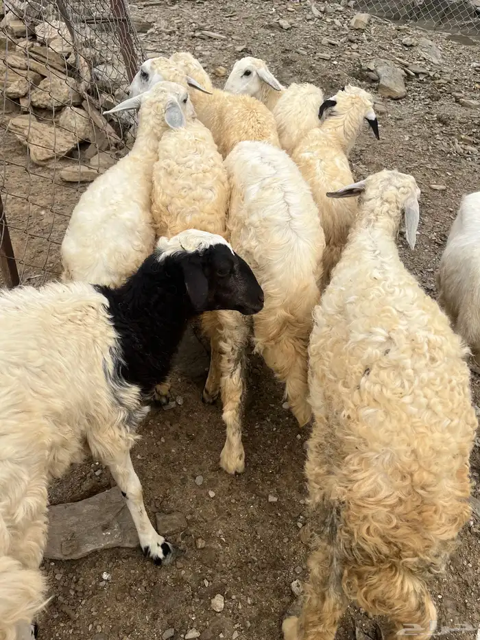 طليان 8