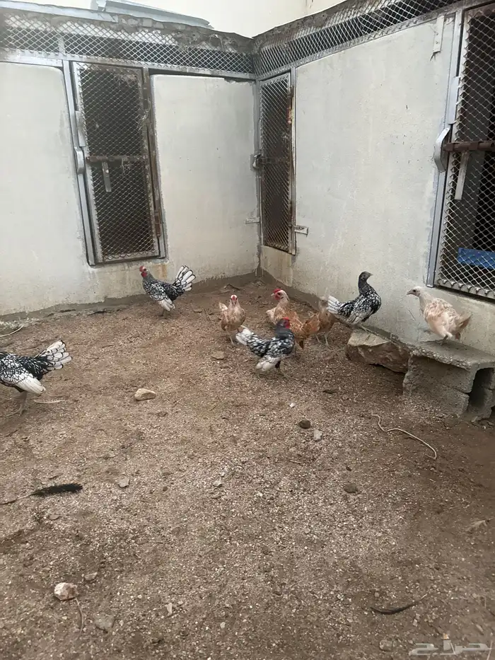 للبيع موجوعه دجاج سبرايت كريمي وشبابي 0