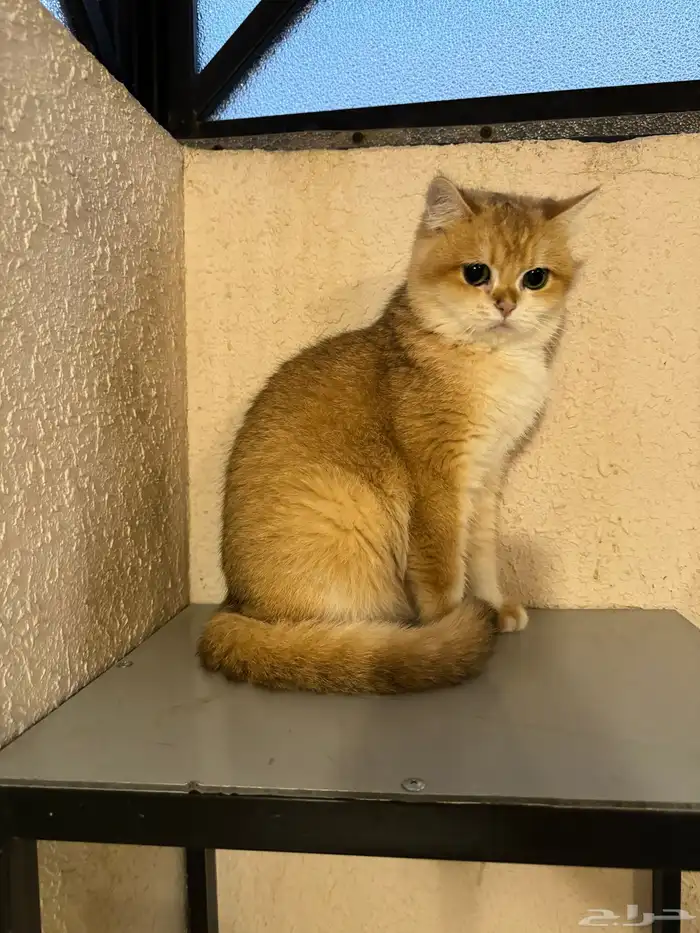 انثى سكوتش استريت بيور 2
