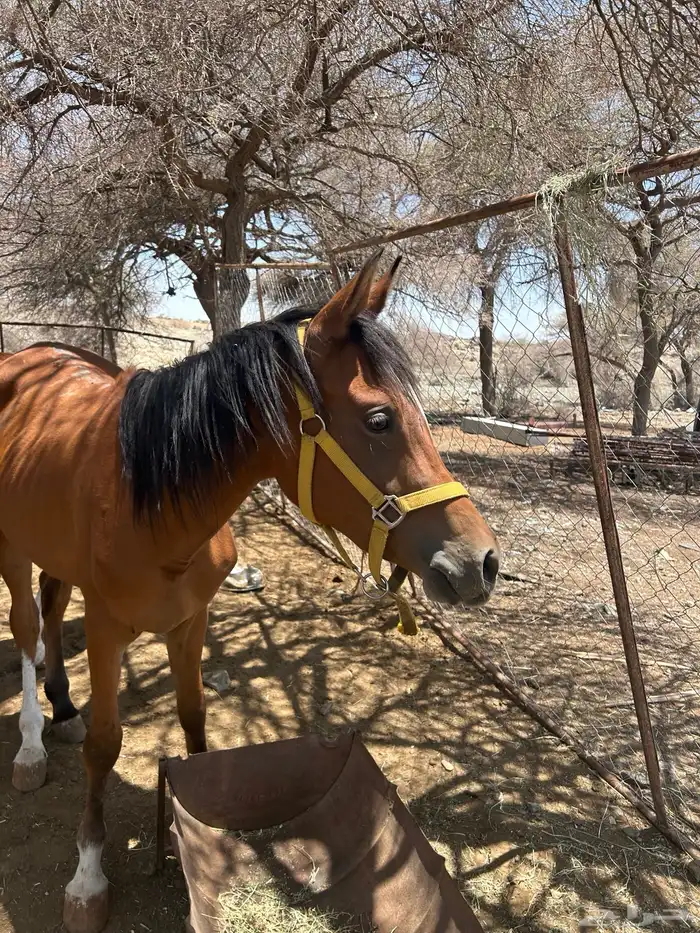 خيل (حصانين وفرس ومهرها) 9