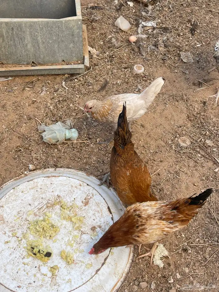 دجاج مع فروج 6