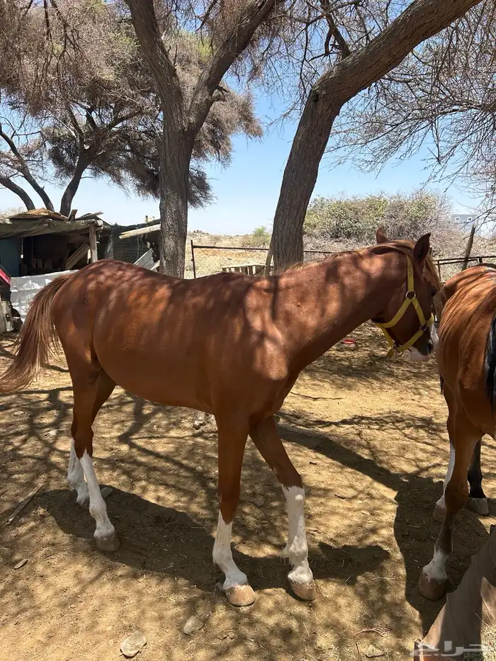 خيل (حصانين وفرس ومهرها) 8