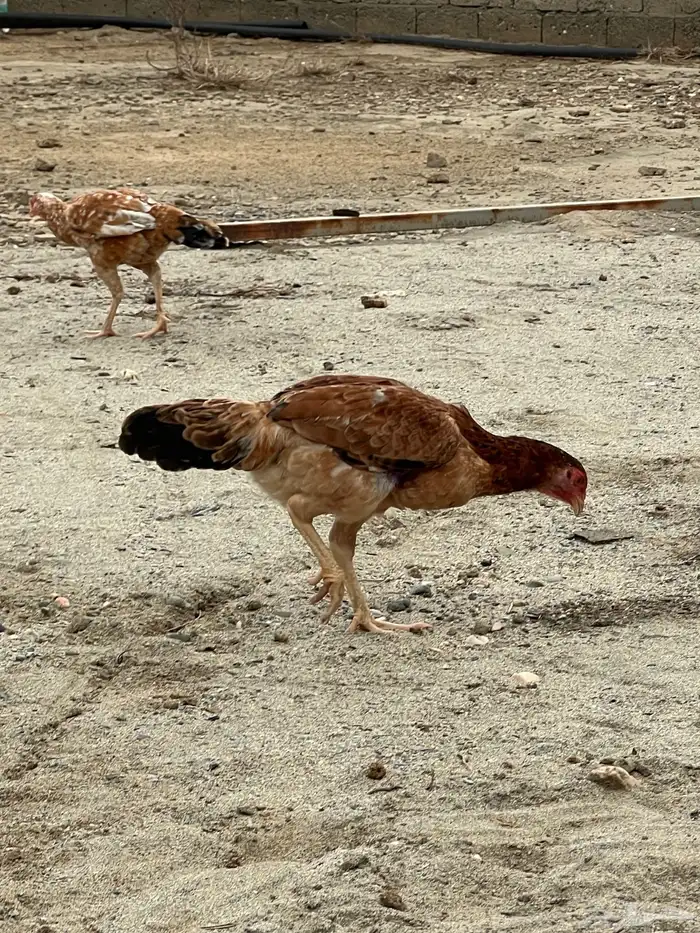 دجاج باكستاني 8