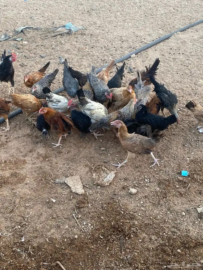فروخ دجاج 10