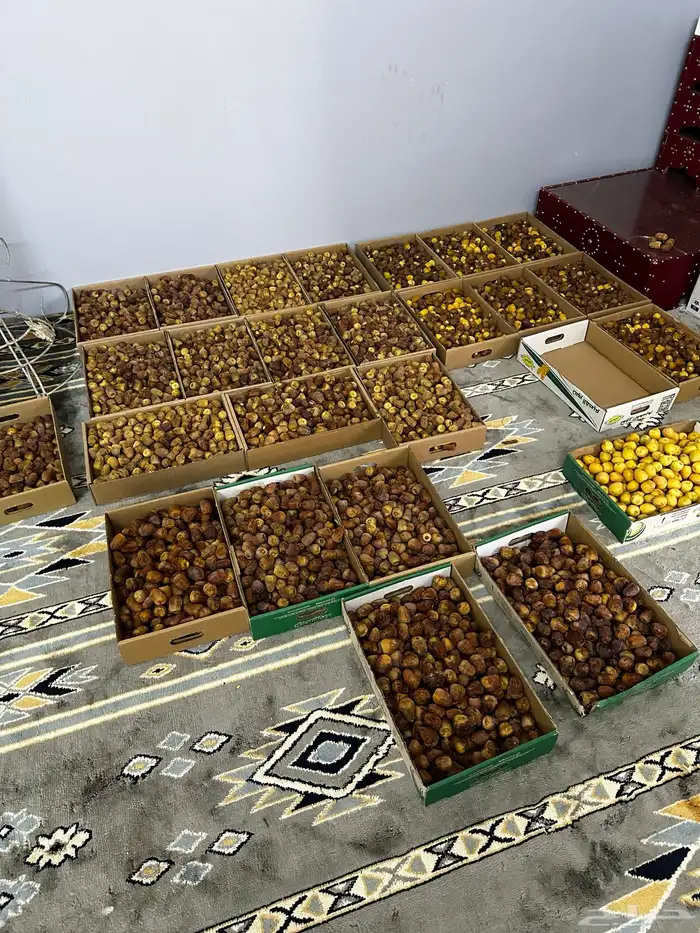 تمر سكري و برحي غير مفروز 3