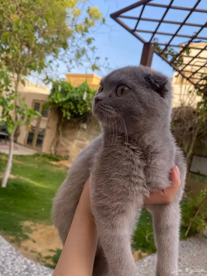 قطو ذكر 3 شهور للبيع 0