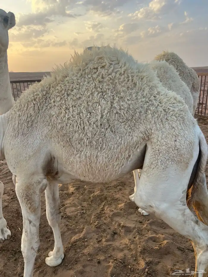 حشو طيب 3