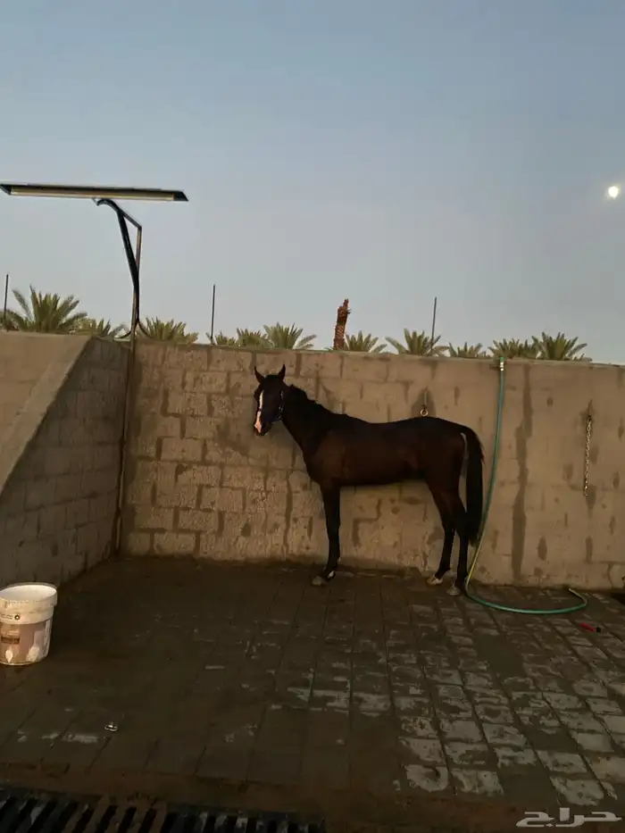 حصان شعبي العمر سنتين وشهر 8