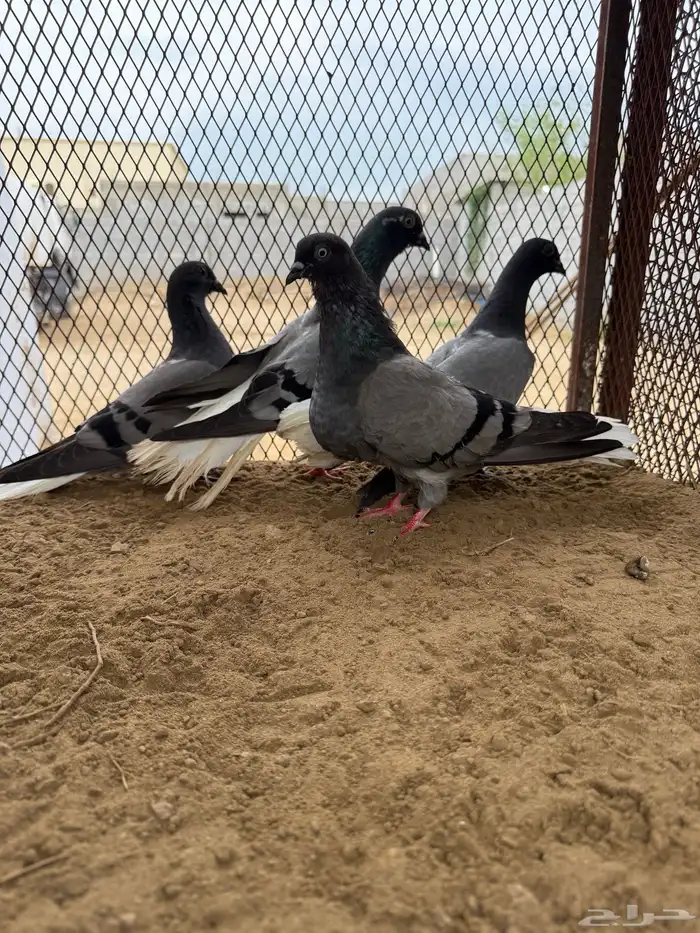 زوج نوري شامي بانتاجه 3