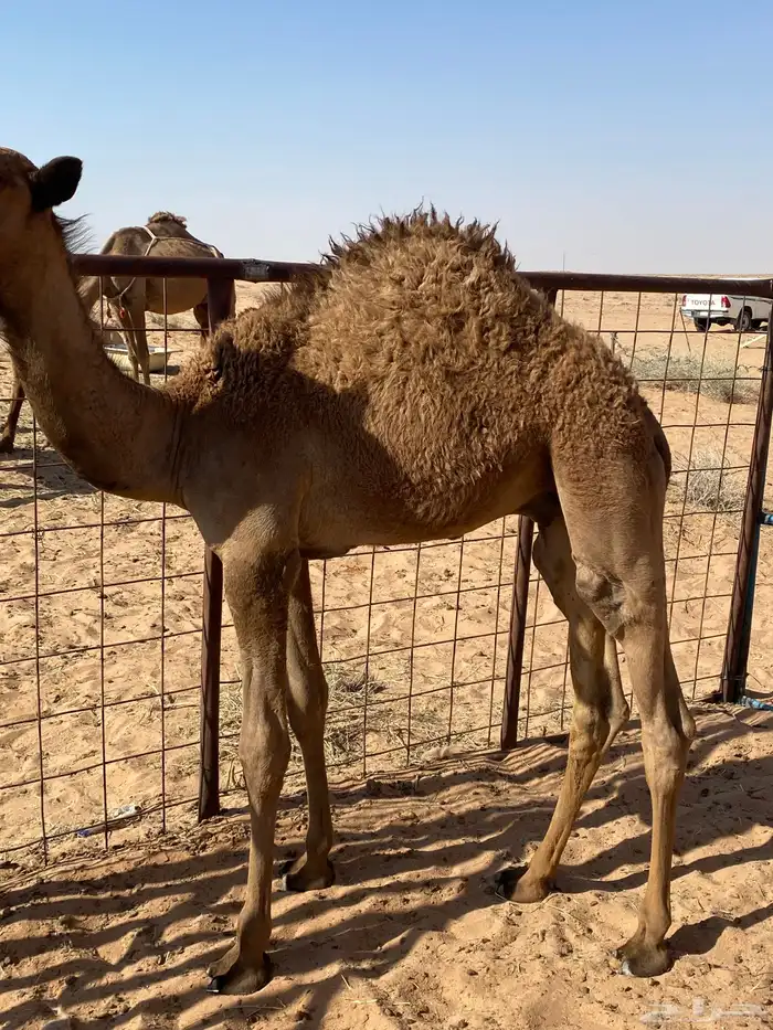 للبيع قعدان قصب 0