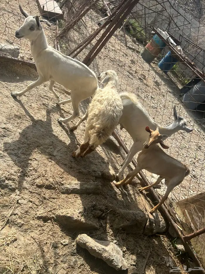 تيوس و و خبشه و رخله 0