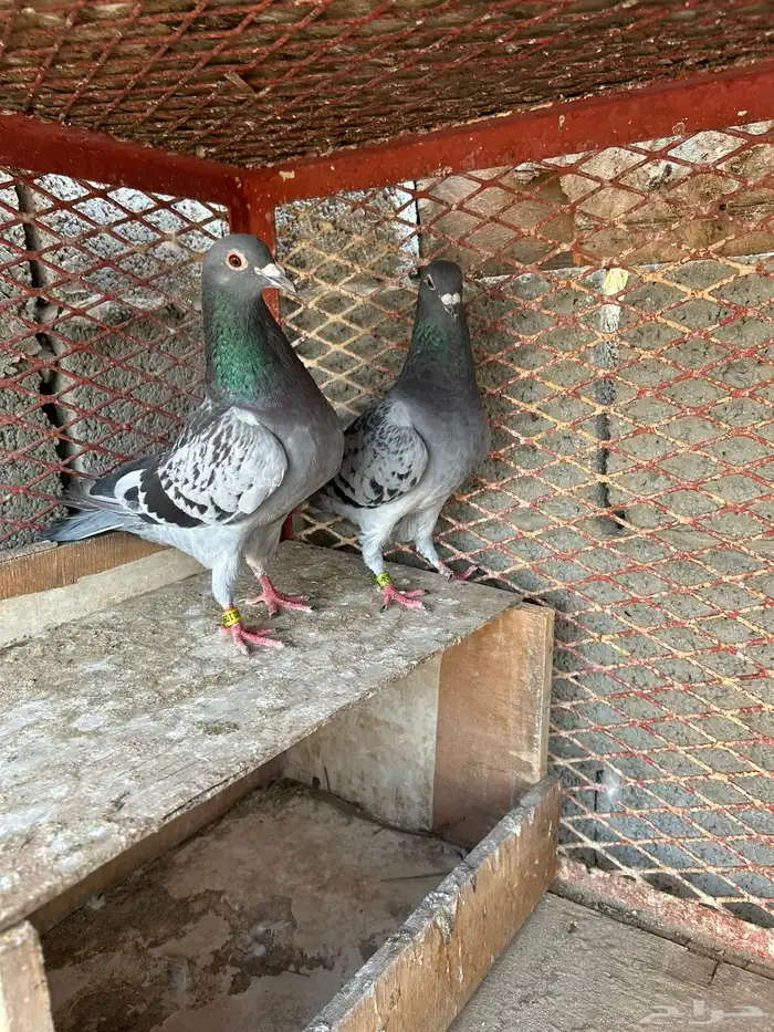 زاجل سباق 2