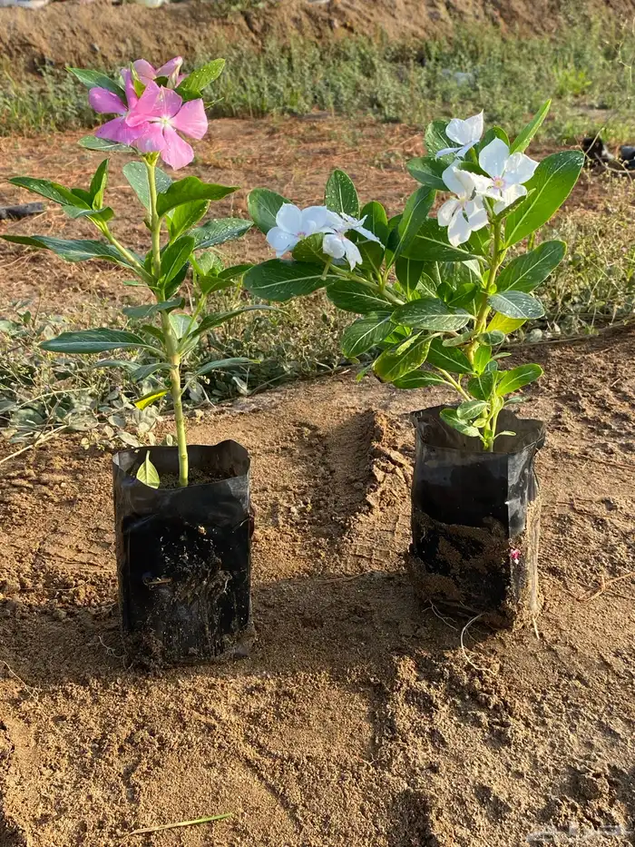 اشجار باحجام مختلفة البيع جمله فقط 25