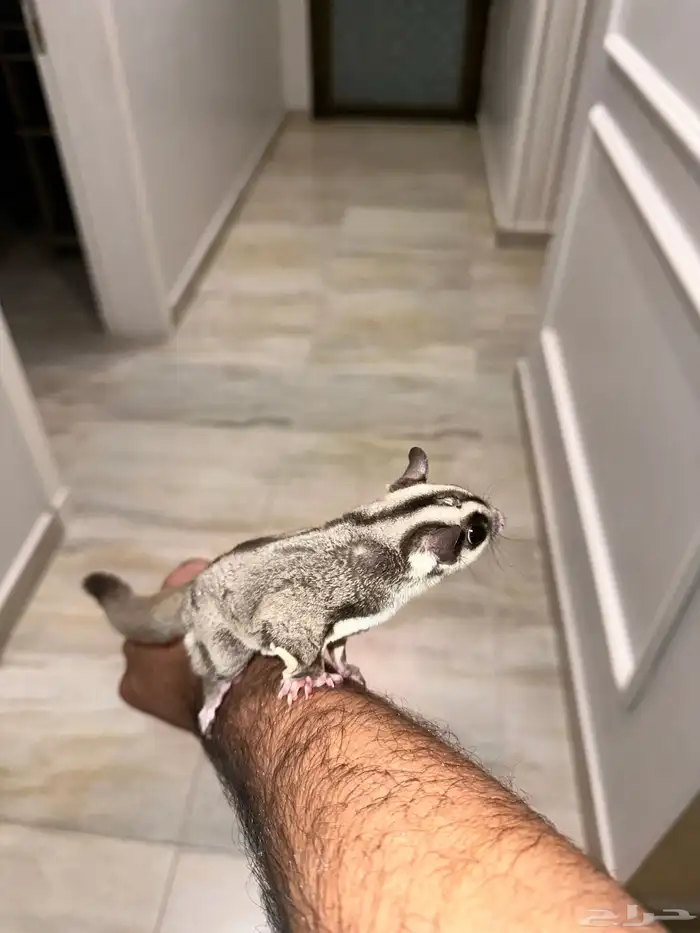 سنجاب شوقر قلايدر ذكر 0