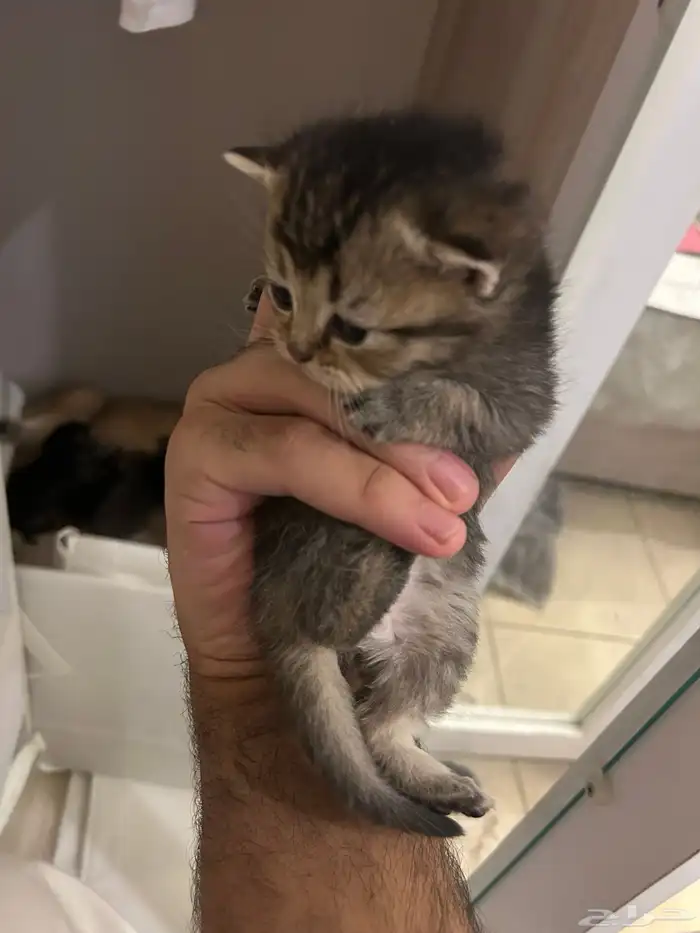 قطط 1