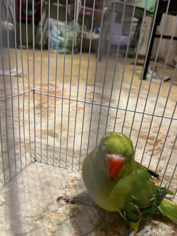 ببغاء الدره 2