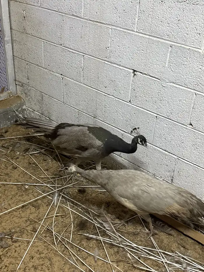طاووس اوبال 2