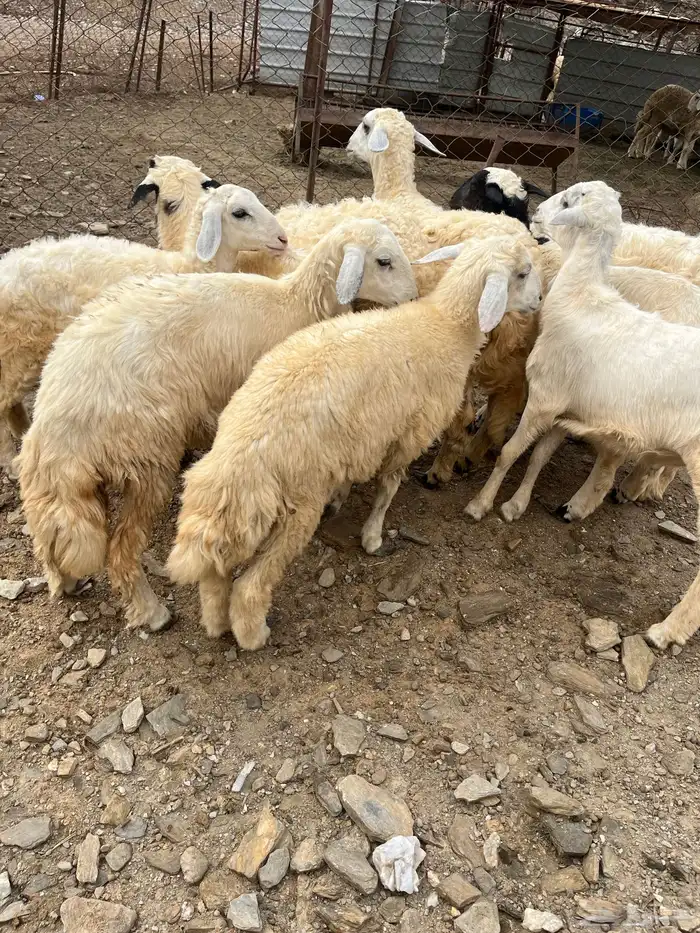 طليان 0
