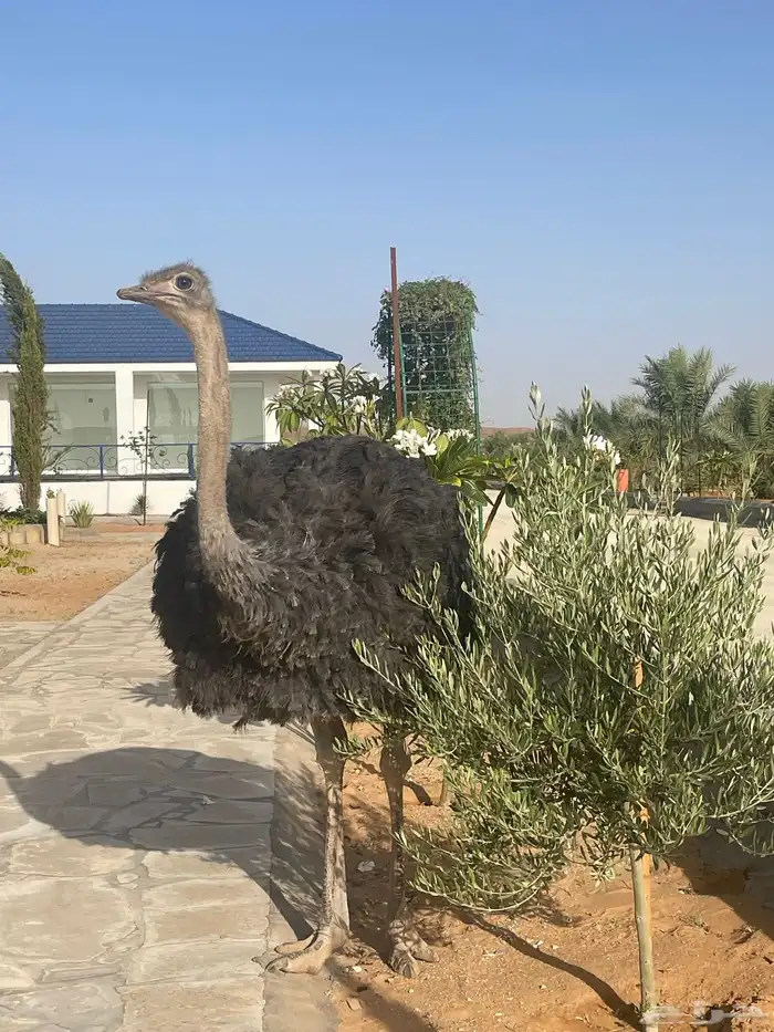 ذكرنعام افريقي واسترالي بالغ العمراربع سنوات 2