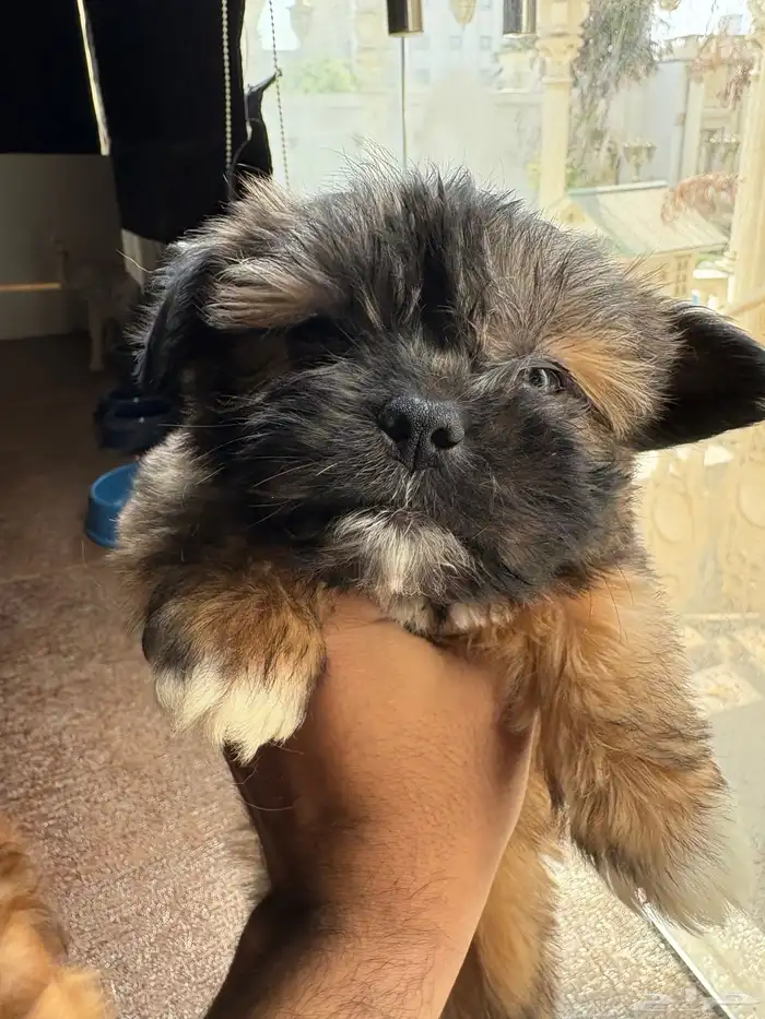 جرو شيتزو (Shih tzu) عمر 3 شهور 7