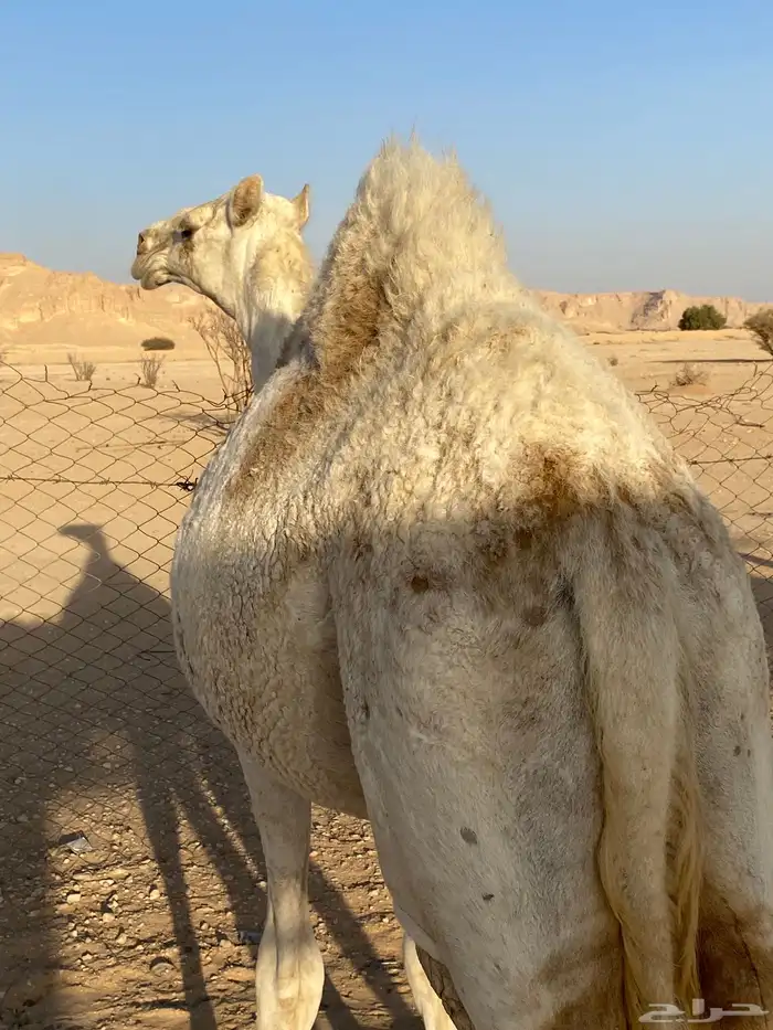 بكره للبيع الموقع قصور ال مقبل 0