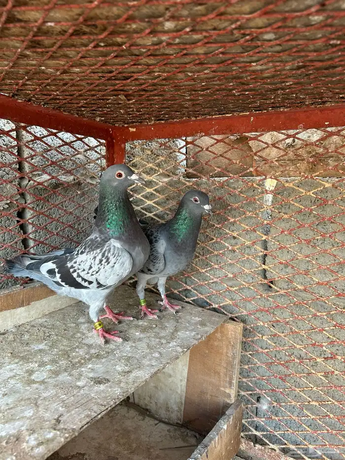 زاجل سباق 0