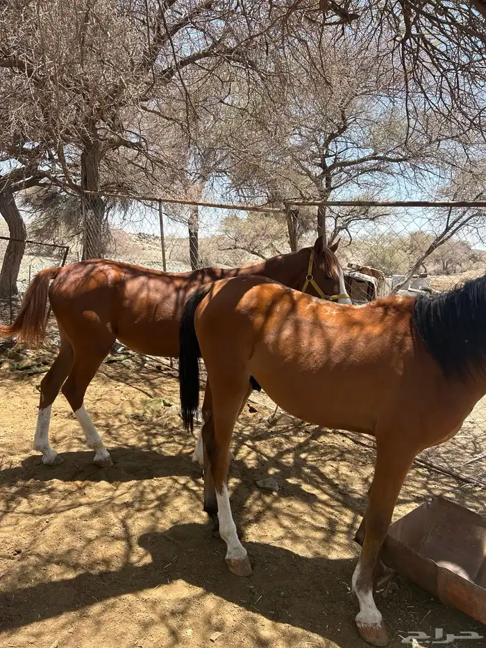 خيل (حصانين وفرس ومهرها) 10