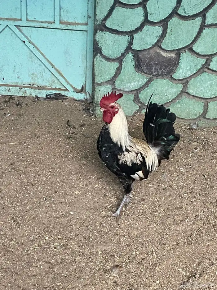 دجاج بلدي 12