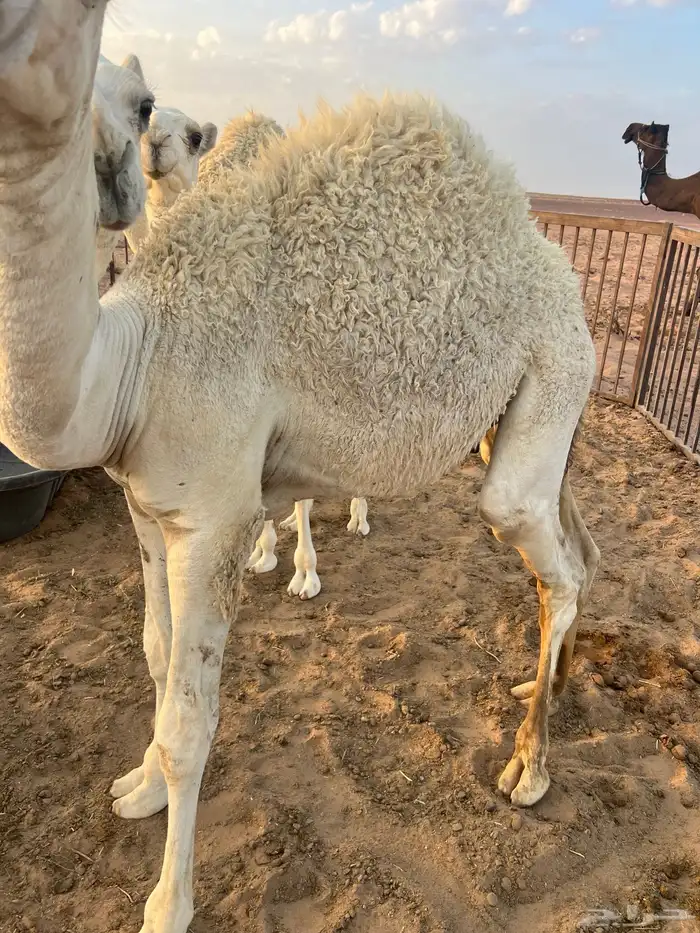 حشو طيب 1