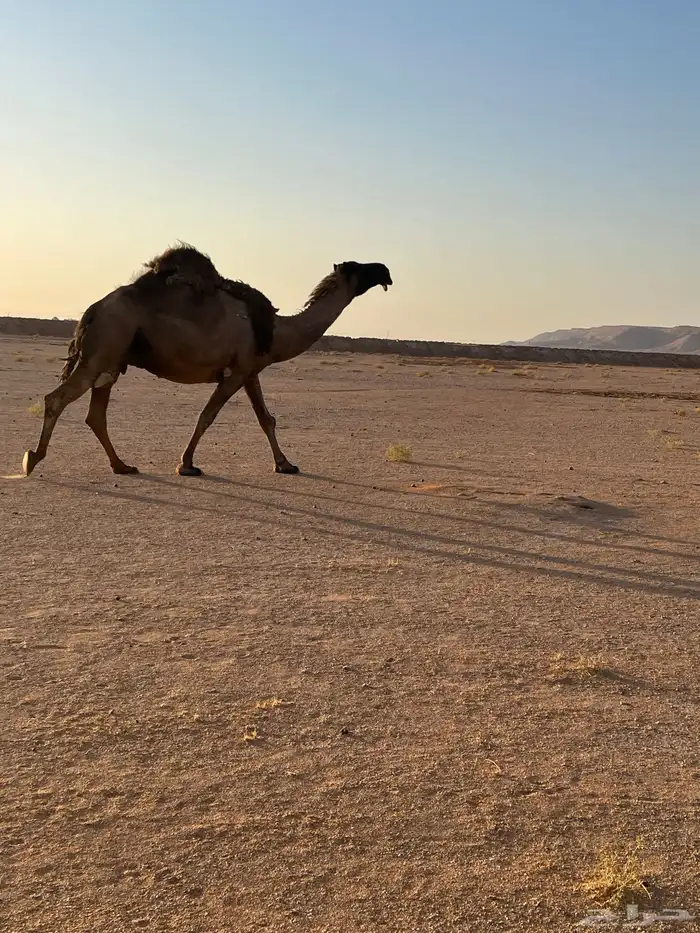 ناقه لقحه صفراء 1