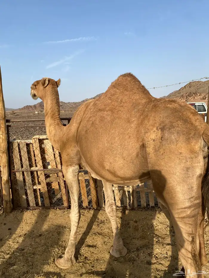 لقحه حمراء ساحليه كفو الحد5800تمم البيعع 1