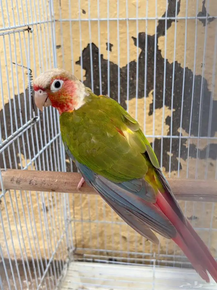 ذكر كنيور اناناس 0