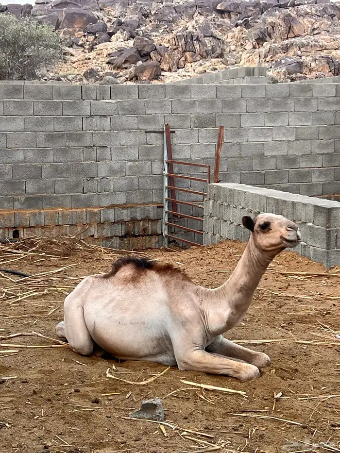 قعدان للبيع 0