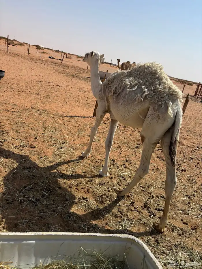 قعود للبيع 5