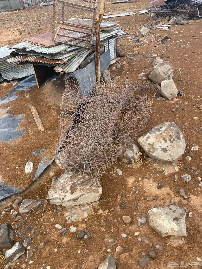 سكراب شبك 8