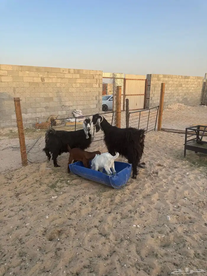 معزئ رغايث للبيع روم وسلم عدد ثنتين 1