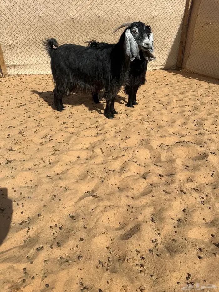 للبيع عنزين مضاريع 1