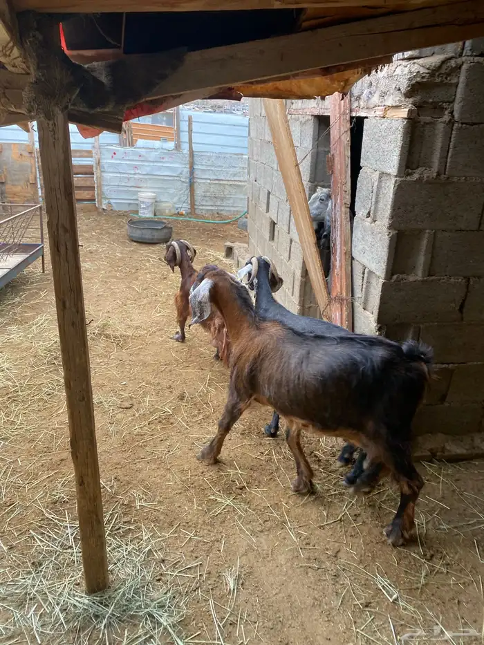 3 معزا مقنوي مشروطة 2