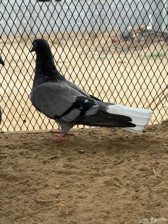 زوج نوري شامي بانتاجه 1