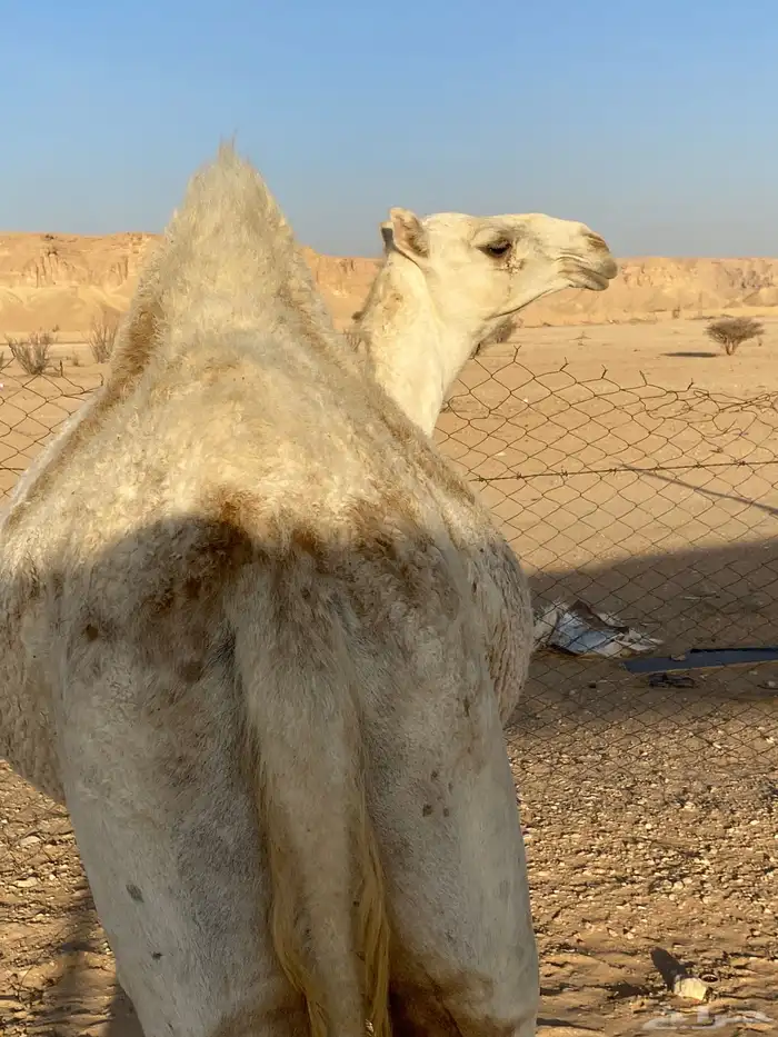 بكره للبيع الموقع قصور ال مقبل 2