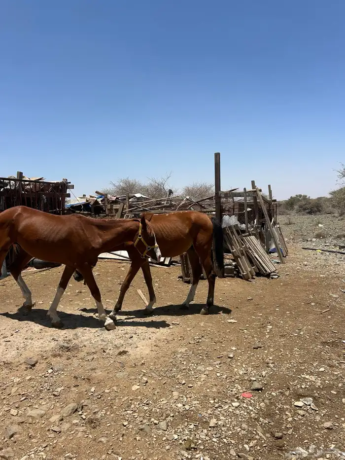 خيل (حصانين وفرس ومهرها) 2