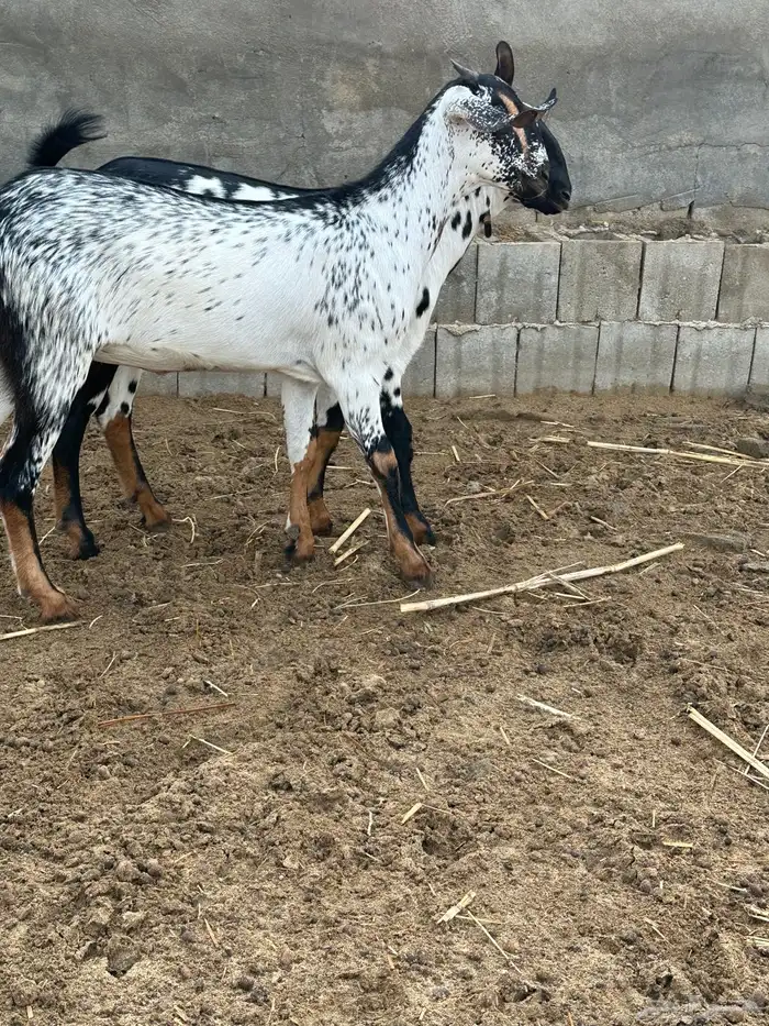 للبيع جفار 5