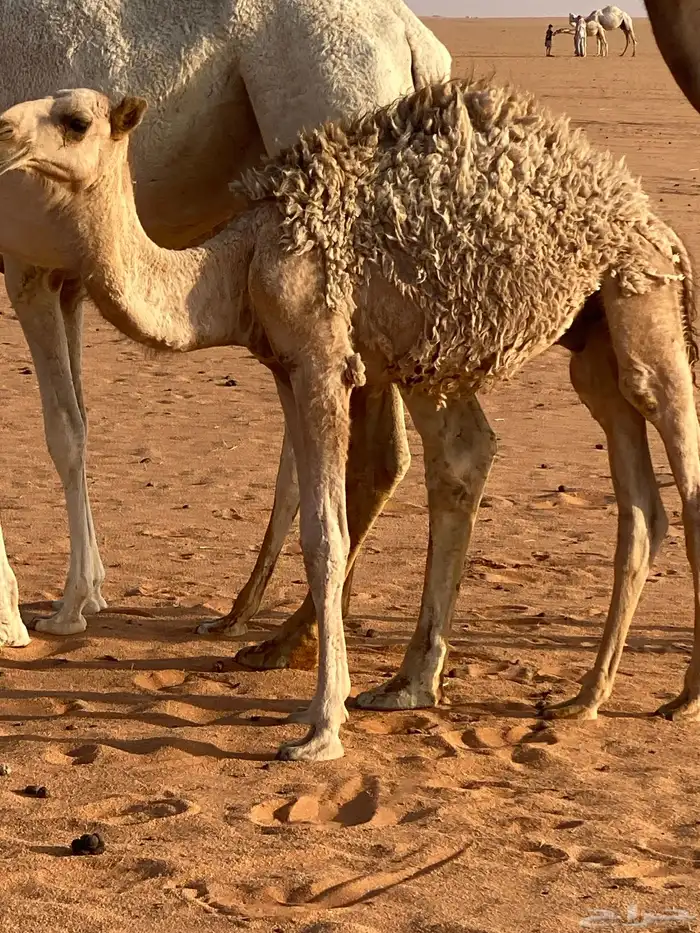 حوار لباني 1
